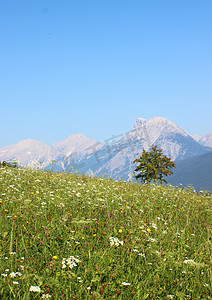 花田，俯瞰山脉