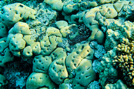 红海的活珊瑚特写，水下世界