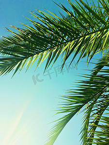 棕榈树叶和天空，夏季旅行背景