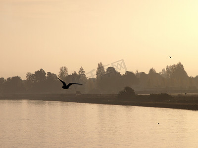 早上遛鸟摄影照片_前景为西部海鸥，背景为阿拉米达