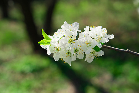春天，树枝上长满了白色花瓣的花朵