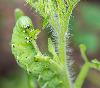 吃昆虫摄影照片_番茄角虫毛毛虫吃植物