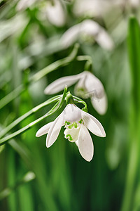 绿色背景下花园里生长的白色雪花莲或雪莲花。