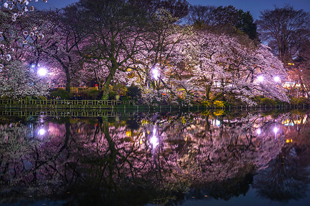 伊诺斯头住宅公园的夜樱花