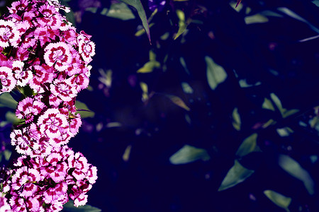 绿色植物剪贴画摄影照片_粉色白色明亮的野生康乃馨和深色多汁绿色植物上的文字空间