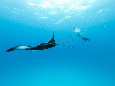 盘旋的巨型海洋蝠鲼、蝠鲼和蓝色海洋中的人类自由潜水的水下视图。