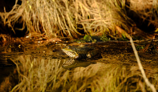 一只青蛙坐在水塘里，周围有根树，倒影很好
