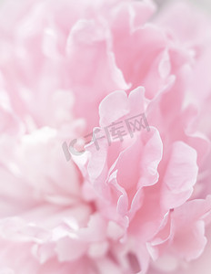 花瓣摄影照片_粉红色的牡丹花瓣。
