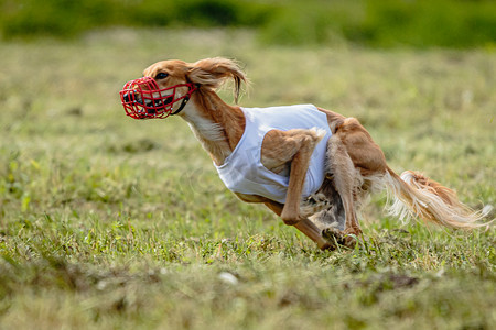 在赛狗比赛中，萨路基狗跑得快，在绿地上追逐诱饵