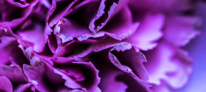 花瓣摄影照片_抽象花卉背景，紫色康乃馨花瓣。