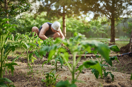 透过种植的番茄幼苗，看到一个模糊的农民将树苗种植在空地上的黑土上。