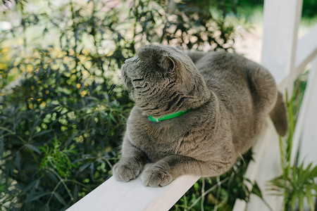 美丽的猫，带有绿色项圈，免受寄生虫侵害。