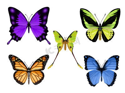 绿色矢量蝴蝶摄影照片_一组美丽的彩色蝴蝶