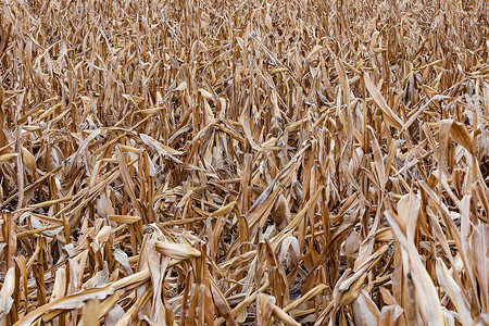 干旱摄影照片_恶劣天气和干旱导致玉米歉收