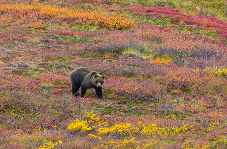 秋天，灰熊在阿拉斯加觅食