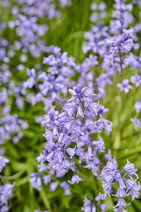 蓝紫色花摄影照片_春天阳光明媚的日子里，充满活力的蓝铃花在花园里生长。