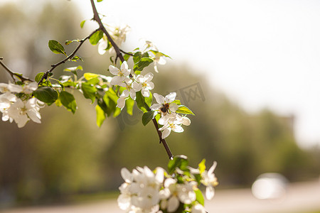 白苹果树在春天日落时开花。