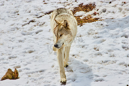 白狼在布满爪印的雪中行走