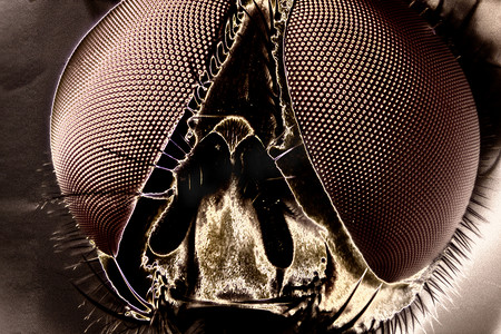 苍蝇昆虫摄影照片_一只苍蝇的微距照片