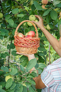 农业女孩摄影照片_女园丁拿着柳条篮，摘成熟的苹果