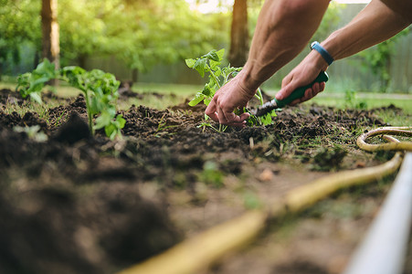 详细介绍了农民在富含生物腐殖质和堆肥的黑土中种植幼苗的双手，以提高肥力。
