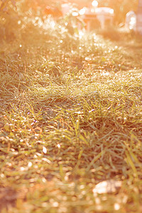 院子里的秋草，日落时阳光灿烂，发光的草坪充满阳光，阳光明媚的大气背景