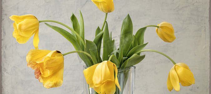 横幅与灰色带纹理的背景上的黄色郁金香花束。