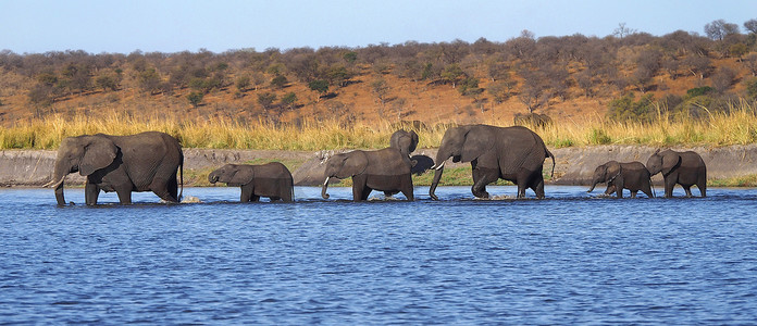 大象，乔贝国家公园，博茨瓦纳