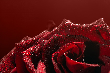 深红色红色摄影照片_深红色玫瑰与露珠非常特写