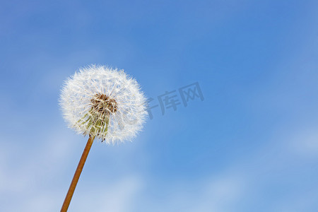 春天蒲公英摄影照片_蒲公英花与蓝天上飞翔的羽毛。