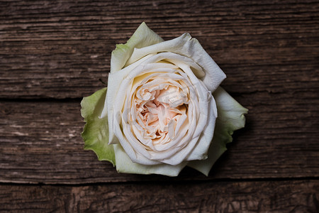 一朵白玫瑰花蕾躺在一块木质纹理板上