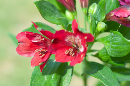 红色 alstroemeria 花束，特写，花卉背景，母亲节，春天