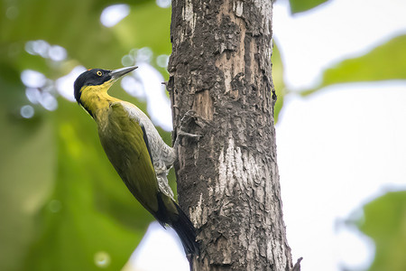 黑头啄木鸟（Picus erythropygius）栖息在自然背景下的一棵树上的图像。