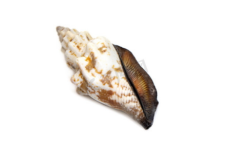 海洋星摄影照片_Canarium urceus 的图像是海蜗牛的一种，是 Strombidae 科的海洋腹足类软体动物，是在白色背景上分离的真正的海螺。