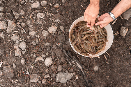 水产养殖摄影照片_一个男人检查刚捕获的虾的手的特写