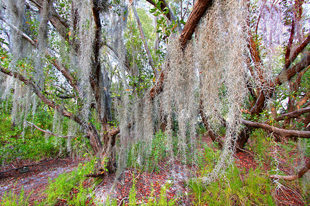 西班牙苔藓摄影照片_西班牙苔藓大沼泽地国家公园