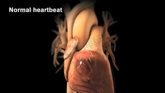 心脏传导系统 3d 医疗