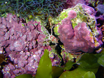 水族植物