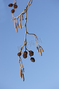 冬日期间，一群松果的特写镜头挂在松树的树枝上，与蓝天和背景隔离。