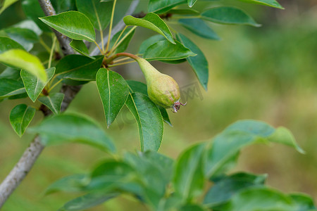 树枝上未成熟梨的果​​实