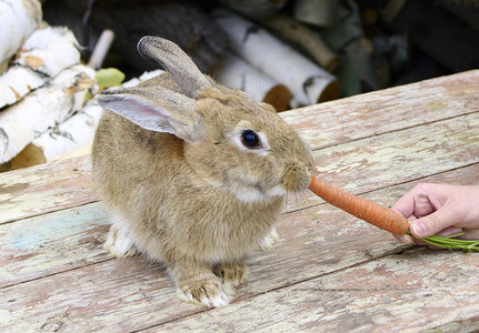 兔子用手吃胡萝卜