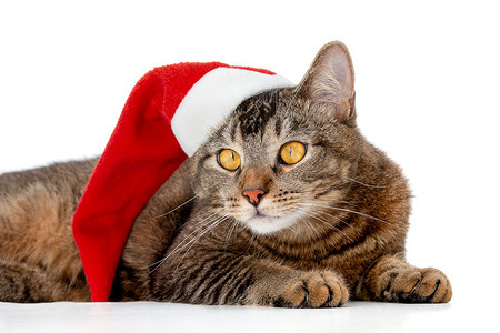 圣诞白色背景摄影照片_白色背景中头戴圣诞帽的孤立猫，望向一边