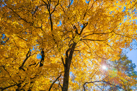 蓝天背景上的秋天生动的黄色枫树 — 从下面的全框向上视图