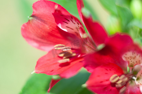 紫色非洲菊花束，近角，春天的心情，花背景，礼物