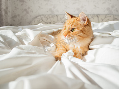 可爱的姜猫躺在床上的白色床单上。