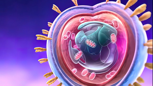 细胞核和蛋白质 3d