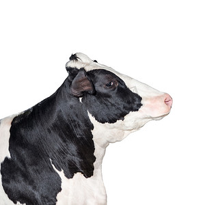 母牛肖像关闭隔离在白色。