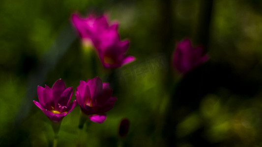 粉红色 Zephyranthes 百合的选择性焦点。粉红色雨百合春花在模糊的自然散景背景上。