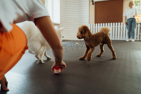 狗爪子摄影照片_小棕色贵宾犬和雪白的日本斯皮茨在宠物屋与训狗师一起训练
