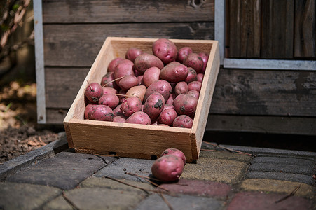 生态木箱，装有新鲜收获的红薯作物，在农贸市场出售。